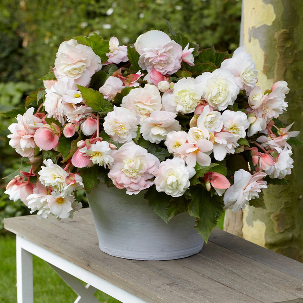 Begonia Splendide Collection 5/6cm 4 Begonia Splendide Collection 5/6cm - Image 2