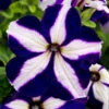 Petunia Ace Of Hearts 1 Petunia Ace Of Hearts -Plant Flower Store Petunia Ace of Hearts 0012053 73258.1625756963