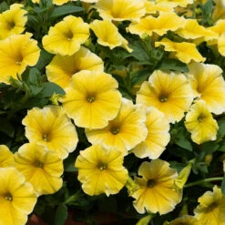 Petunia Bees Knees Petunia Bees Knees -Plant Flower Store Petunia Bees knees 0014384 3 32341.1671005845