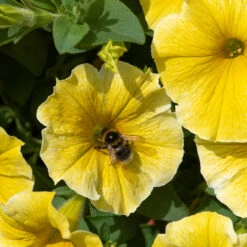 Petunia Bees Knees Petunia Bees Knees -Plant Flower Store Petunia Bees knees 0014384 4 80972.1671005845