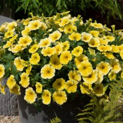Petunia Bees Knees Petunia Bees Knees -Plant Flower Store Petunia Bees knees 0014384 5 12519.1671005845