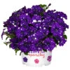 Petunia Surprise Sparkling Blue -Plant Flower Store Petunia Surprise Sparkling Blue 0014377 2 91299.1671031428