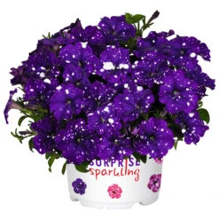 Petunia Surprise Sparkling Blue
