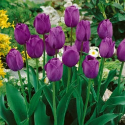 Pink Bouquet Mix -Plant Flower Store Pink Bouquet Mix 0014726 3 18793.1687942541