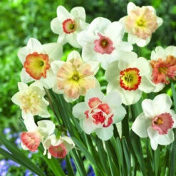 Narcissus Pink Mixed 12-14cm Pink Daffodils Mixed