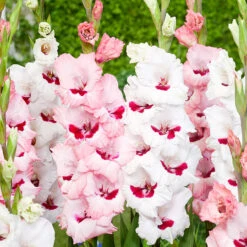 Pink Summer Bulb Collection -Plant Flower Store Pink Summer Bulb Collection 1022356 2 80090.1676451436