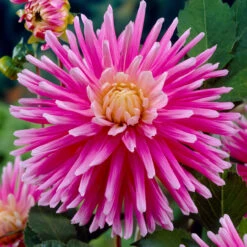 Pink Summer Bulb Collection -Plant Flower Store Pink Summer Bulb Collection 1022356 4 35544.1676451436