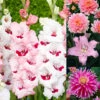 Pink Summer Bulb Collection -Plant Flower Store Pink Summer Bulb Collection 1022356 06571.1676451435