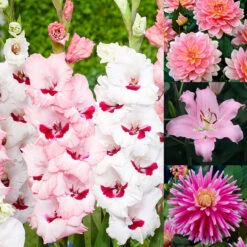 Pink Summer Bulb Collection