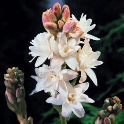 Polianthes Tuberosa The Pearl -Plant Flower Store Polianthes tuberosa The Pearl 0002380 3 86706.1641578468