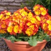 Polyanthus Fire Dragon (Maxi Plugs) -Plant Flower Store Polyanthus fire dragon 0007309 1 30659.1623341882