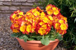 Polyanthus Fire Dragon (Maxi Plugs)