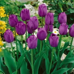 Tulip Pretty In Pink Bouquet Collection -Plant Flower Store Pretty in Pink Bouquet Collection 1022399 4 29905.1694692230