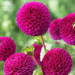Purple Dahlia Collection -Plant Flower Store Purple Dahlia Collection 1022362 2 30832.1676451227