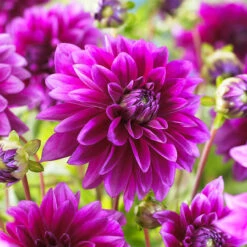 Purple Dahlia Collection -Plant Flower Store Purple Dahlia Collection 1022362 3 41349.1676451227