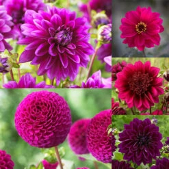 Purple Dahlia Collection