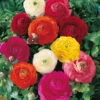Giant Ranunculus Asiaticus Mixed 7cm+