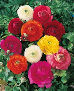Giant Ranunculus Asiaticus Mixed 7cm+