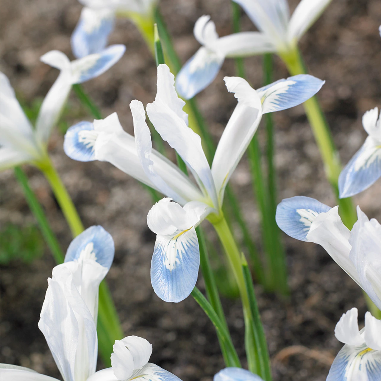 Rare Dwarf Iris Collection Iris 4 Rare Dwarf Iris Collection Iris - Image 2