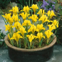 Rare Dwarf Iris Collection Iris 10 Rare Dwarf Iris Collection Iris -Plant Flower Store Rare Dwarf Iris Collection 1022250 5 28407.1655908472