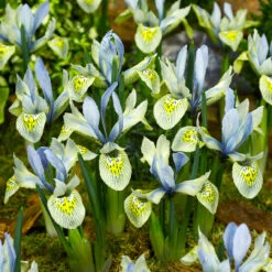 Rare Dwarf Iris Collection Iris 12 Rare Dwarf Iris Collection Iris -Plant Flower Store Rare Dwarf Iris Collection 1022250 6 36363.1655908474