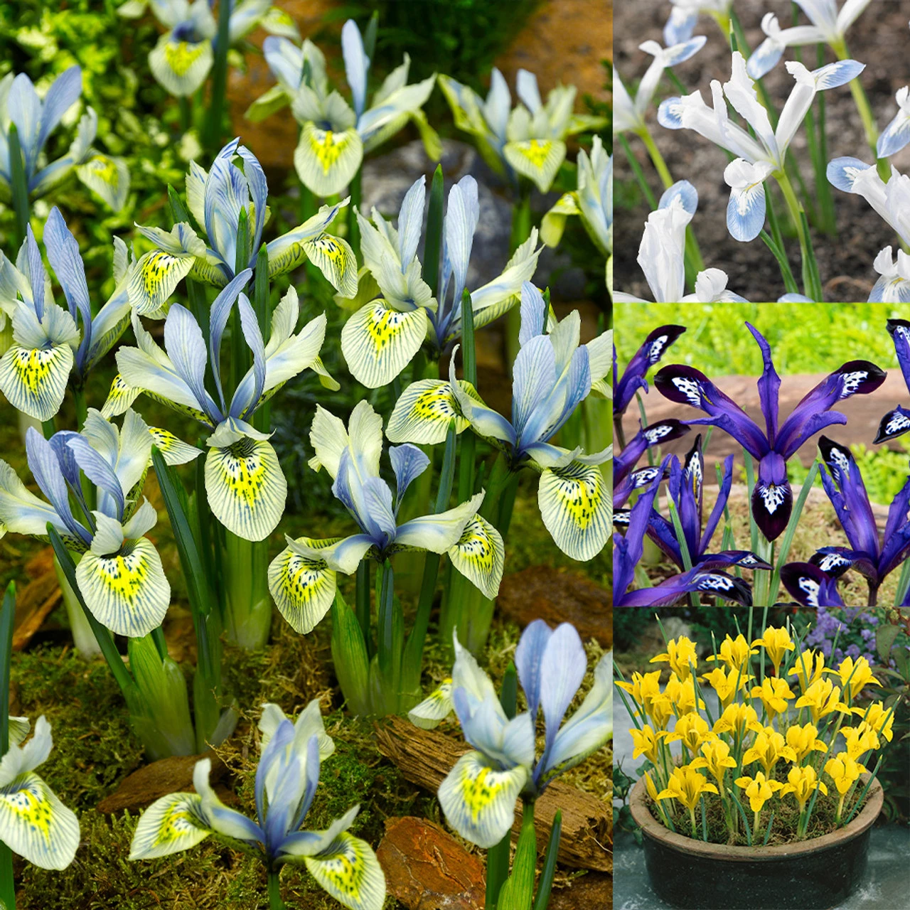 Rare Dwarf Iris Collection Iris 3 Rare Dwarf Iris Collection Iris