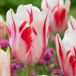 Tulip Rembrandt Collection Tulipa Rembrandt Collection 14 Tulip Rembrandt Collection Tulipa Rembrandt Collection -Plant Flower Store Rembrandt Tulip Collection 1015599 2 60895.1624438040