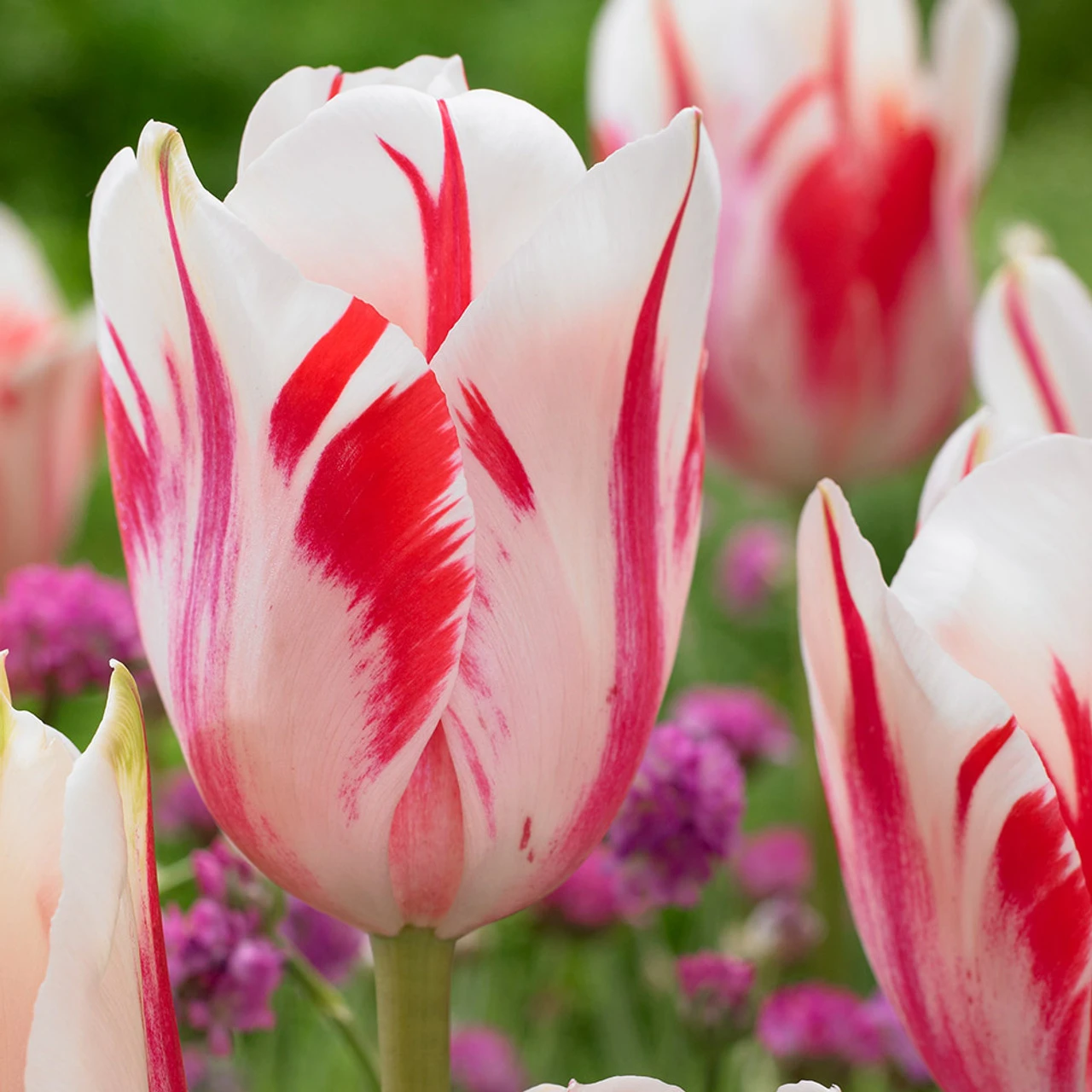 Tulip Rembrandt Collection Tulipa Rembrandt Collection 8 Tulip Rembrandt Collection Tulipa Rembrandt Collection - Image 6