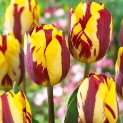 Tulip Rembrandt Collection Tulipa Rembrandt Collection 13 Tulip Rembrandt Collection Tulipa Rembrandt Collection -Plant Flower Store Rembrandt Tulip Collection 1015599 4 44443.1624438040