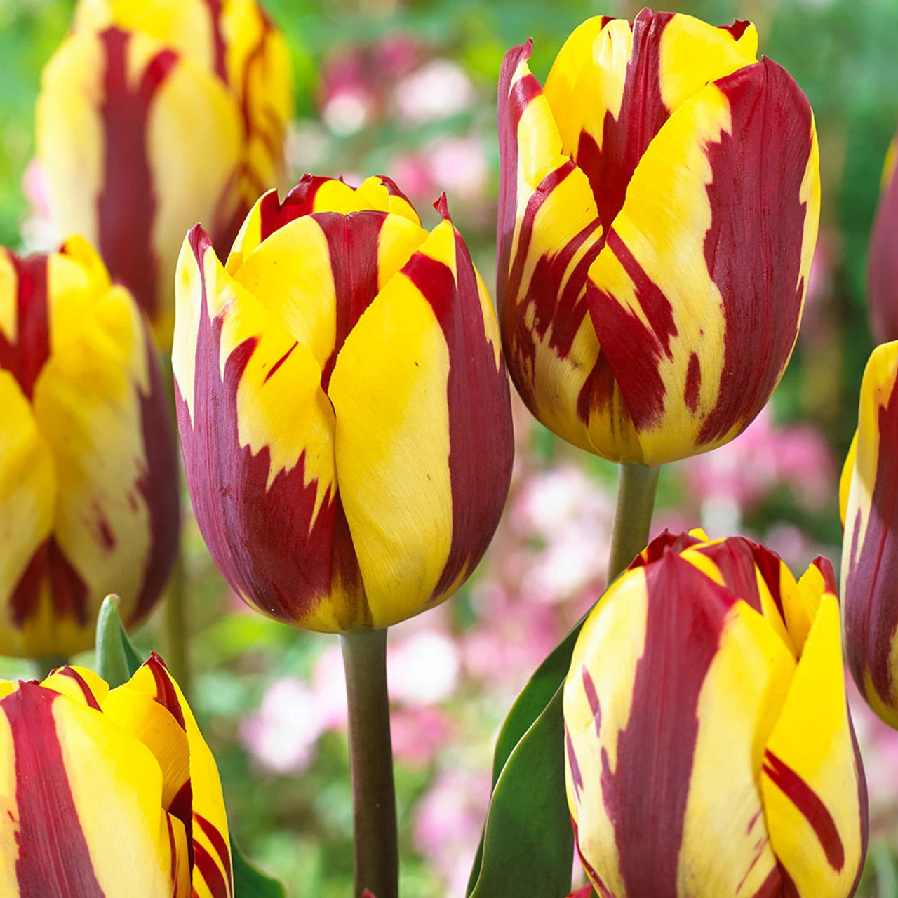 Tulip Rembrandt Collection Tulipa Rembrandt Collection 7 Tulip Rembrandt Collection Tulipa Rembrandt Collection - Image 5