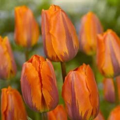 Tulip Rembrandt Collection Tulipa Rembrandt Collection 12 Tulip Rembrandt Collection Tulipa Rembrandt Collection -Plant Flower Store Rembrandt Tulip Collection 1015599 6 80496.1624438039