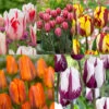 Tulip Rembrandt Collection Tulipa Rembrandt Collection 2 Tulip Rembrandt Collection Tulipa Rembrandt Collection -Plant Flower Store Rembrandt Tulip Collection 1015599 83606.1624438039