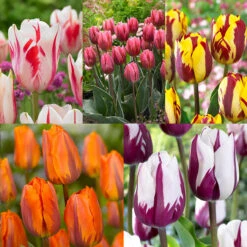 Tulip Rembrandt Collection Tulipa Rembrandt Collection