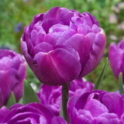 Tulip Romantic Honeymoon Bouquet Collection Tulipa -Plant Flower Store Romantic Honeymoon Bouquet Collection 1022400 2 05702.1694692294