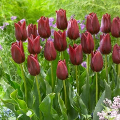 Tulip Romantic Honeymoon Bouquet Collection Tulipa -Plant Flower Store Romantic Honeymoon Bouquet Collection 1022400 4 97580.1694692294