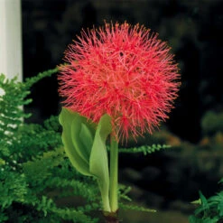 Scadoxus Multiflorus (Fireball Lily) -Plant Flower Store Scadoxus multiflorus Fireball Lily 0002382 2 59769.1624877103