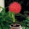 Scadoxus Multiflorus (Fireball Lily) 2 Scadoxus Multiflorus (Fireball Lily) -Plant Flower Store Scadoxus multiflorus Fireball Lily 0002382 67164.1624877103