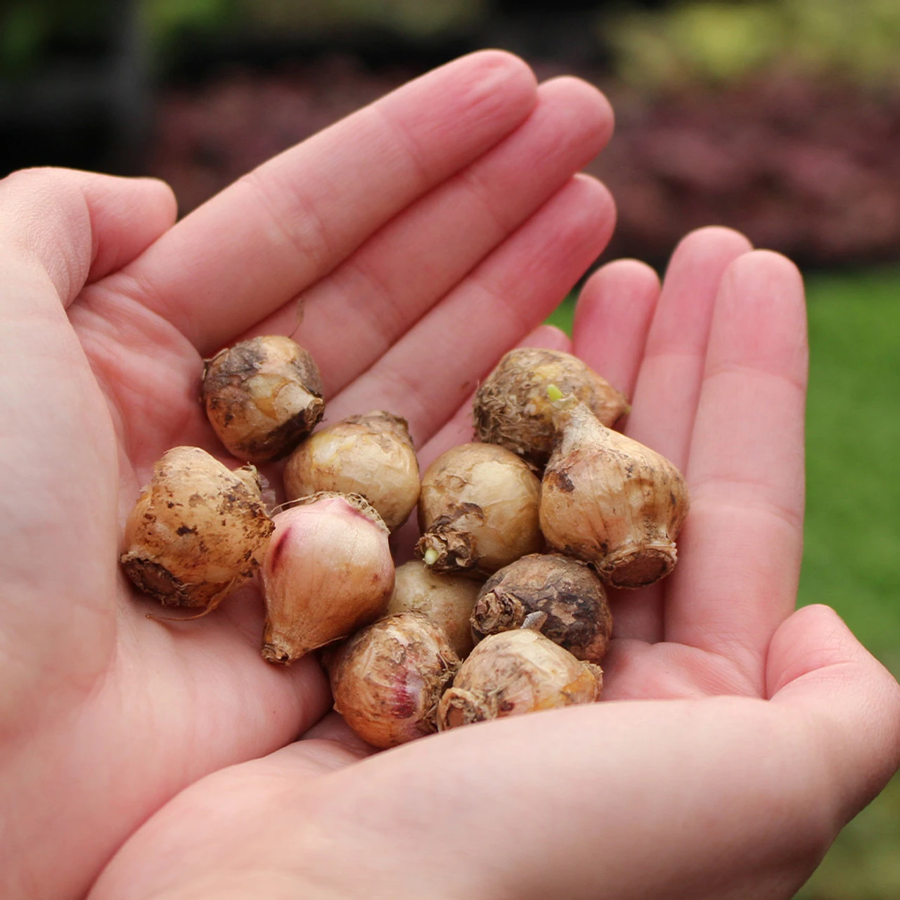 Scilla Hispanica Collection 8 Scilla Hispanica Collection - Image 6