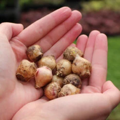 Scilla Siberica Collection Scilla Siberica -Plant Flower Store Scilla 6 7cm 79099.1655905111