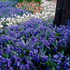 Scilla Siberica Collection Scilla Siberica -Plant Flower Store Scilla Siberica Collection 1021506 2 68369.1655905111