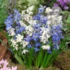 Scilla Siberica Collection Scilla Siberica -Plant Flower Store Scilla Siberica Collection 1021506 4 62834.1655905112