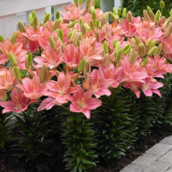 Short Stemmed Lilium Collection Lily -Plant Flower Store Short Stemmed Lilium Collection 1020261 6 82109.1688052635
