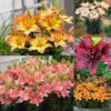Short Stemmed Lilium Collection Lily -Plant Flower Store Short Stemmed Lilium Collection 1020261 83750.1688052635