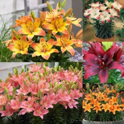 Short Stemmed Lilium Collection Lily