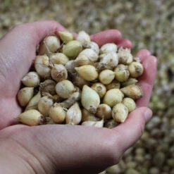 Small Flowering Allium Collection -Plant Flower Store Small Flowering Allium Collection 1019060 4 60640.1629192114