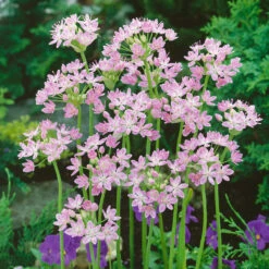 Small Flowering Allium Collection -Plant Flower Store Small Flowering Allium Collection 1019060 5 43808.1629192115