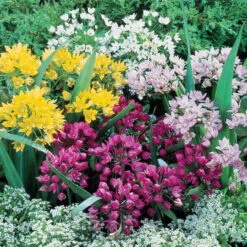 Small Flowering Allium Collection