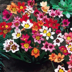 Sparaxis Mixed 4-5cm