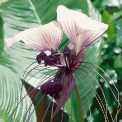 Tacca Integrifolia -Plant Flower Store Tacca integrifolia 0008801 2 53496.1641578743