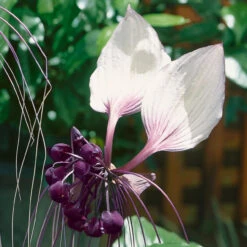 Tacca Integrifolia -Plant Flower Store Tacca integrifolia 0008801 3 07595.1641578743